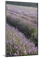 Lavender Fields, Provence, France, Europe-Angelo Cavalli-Mounted Photographic Print