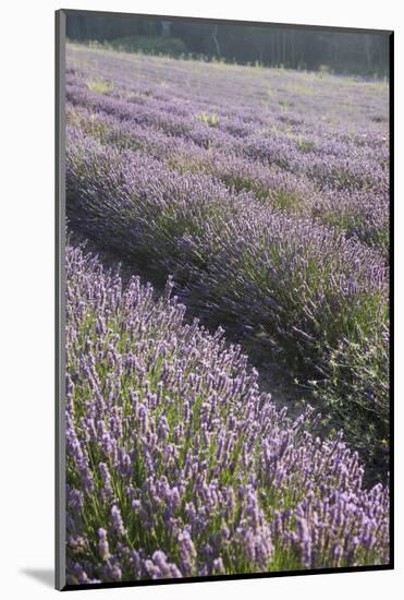 Lavender Fields, Provence, France, Europe-Angelo Cavalli-Mounted Photographic Print