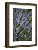 Lavender Fields, Provence, France, Europe-Angelo Cavalli-Framed Photographic Print