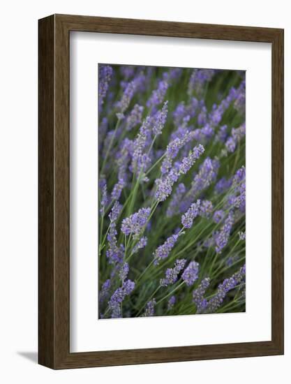 Lavender Fields, Provence, France, Europe-Angelo Cavalli-Framed Photographic Print