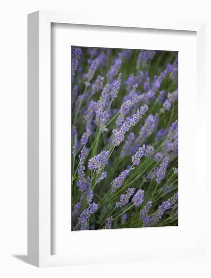 Lavender Fields, Provence, France, Europe-Angelo Cavalli-Framed Photographic Print