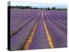 Lavender Fields, Provence, France-Jon Arnold-Stretched Canvas