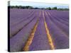 Lavender Fields, Provence, France-Jon Arnold-Stretched Canvas