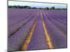 Lavender Fields, Provence, France-Jon Arnold-Mounted Photographic Print