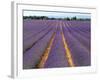 Lavender Fields, Provence, France-Jon Arnold-Framed Photographic Print