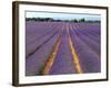 Lavender Fields, Provence, France-Jon Arnold-Framed Photographic Print