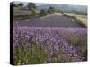 Lavender Fields, Sault En Provence, Vaucluse, Provence, France, Europe-Angelo Cavalli-Stretched Canvas