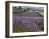 Lavender Fields, Sault En Provence, Vaucluse, Provence, France, Europe-Angelo Cavalli-Framed Photographic Print