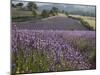 Lavender Fields, Sault En Provence, Vaucluse, Provence, France, Europe-Angelo Cavalli-Mounted Photographic Print