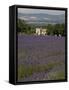 Lavender Fields, Sault En Provence, Vaucluse, Provence, France, Europe-Angelo Cavalli-Framed Stretched Canvas