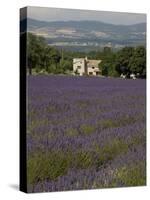 Lavender Fields, Sault En Provence, Vaucluse, Provence, France, Europe-Angelo Cavalli-Stretched Canvas