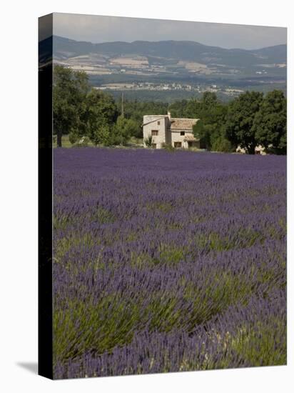 Lavender Fields, Sault En Provence, Vaucluse, Provence, France, Europe-Angelo Cavalli-Stretched Canvas