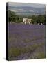 Lavender Fields, Sault En Provence, Vaucluse, Provence, France, Europe-Angelo Cavalli-Stretched Canvas