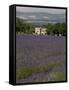 Lavender Fields, Sault En Provence, Vaucluse, Provence, France, Europe-Angelo Cavalli-Framed Stretched Canvas