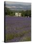 Lavender Fields, Sault En Provence, Vaucluse, Provence, France, Europe-Angelo Cavalli-Stretched Canvas