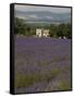 Lavender Fields, Sault En Provence, Vaucluse, Provence, France, Europe-Angelo Cavalli-Framed Stretched Canvas