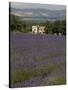 Lavender Fields, Sault En Provence, Vaucluse, Provence, France, Europe-Angelo Cavalli-Stretched Canvas