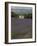 Lavender Fields, Sault En Provence, Vaucluse, Provence, France, Europe-Angelo Cavalli-Framed Photographic Print