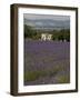 Lavender Fields, Sault En Provence, Vaucluse, Provence, France, Europe-Angelo Cavalli-Framed Photographic Print