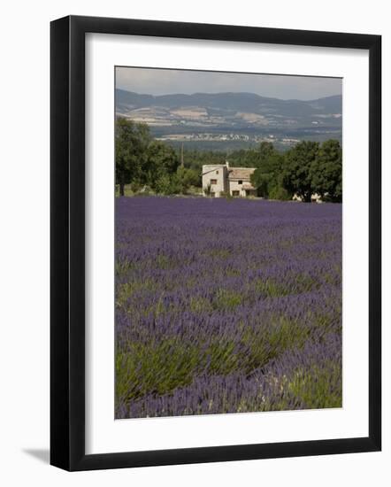 Lavender Fields, Sault En Provence, Vaucluse, Provence, France, Europe-Angelo Cavalli-Framed Photographic Print