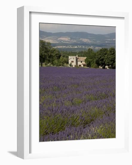 Lavender Fields, Sault En Provence, Vaucluse, Provence, France, Europe-Angelo Cavalli-Framed Photographic Print