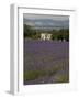 Lavender Fields, Sault En Provence, Vaucluse, Provence, France, Europe-Angelo Cavalli-Framed Photographic Print