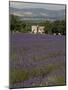 Lavender Fields, Sault En Provence, Vaucluse, Provence, France, Europe-Angelo Cavalli-Mounted Photographic Print