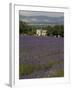 Lavender Fields, Sault En Provence, Vaucluse, Provence, France, Europe-Angelo Cavalli-Framed Photographic Print