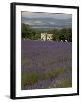 Lavender Fields, Sault En Provence, Vaucluse, Provence, France, Europe-Angelo Cavalli-Framed Photographic Print