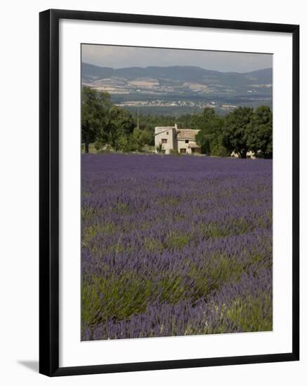 Lavender Fields, Sault En Provence, Vaucluse, Provence, France, Europe-Angelo Cavalli-Framed Photographic Print