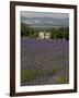 Lavender Fields, Sault En Provence, Vaucluse, Provence, France, Europe-Angelo Cavalli-Framed Photographic Print