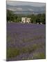 Lavender Fields, Sault En Provence, Vaucluse, Provence, France, Europe-Angelo Cavalli-Mounted Photographic Print