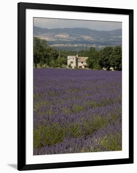 Lavender Fields, Sault En Provence, Vaucluse, Provence, France, Europe-Angelo Cavalli-Framed Photographic Print