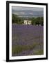 Lavender Fields, Sault En Provence, Vaucluse, Provence, France, Europe-Angelo Cavalli-Framed Photographic Print