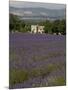 Lavender Fields, Sault En Provence, Vaucluse, Provence, France, Europe-Angelo Cavalli-Mounted Photographic Print