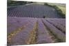 Lavender Fields, Sault En Provence, Vaucluse, Provence, France, Europe-Angelo Cavalli-Mounted Photographic Print