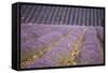 Lavender Fields, Sault En Provence, Vaucluse, Provence, France, Europe-Angelo Cavalli-Framed Stretched Canvas