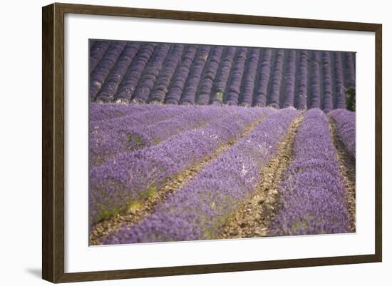 Lavender Fields, Sault En Provence, Vaucluse, Provence, France, Europe-Angelo Cavalli-Framed Photographic Print