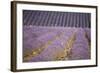 Lavender Fields, Sault En Provence, Vaucluse, Provence, France, Europe-Angelo Cavalli-Framed Photographic Print