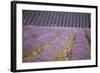 Lavender Fields, Sault En Provence, Vaucluse, Provence, France, Europe-Angelo Cavalli-Framed Photographic Print