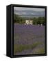 Lavender Fields, Sault En Provence, Vaucluse, Provence, France, Europe-Angelo Cavalli-Framed Stretched Canvas