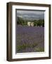 Lavender Fields, Sault En Provence, Vaucluse, Provence, France, Europe-Angelo Cavalli-Framed Photographic Print