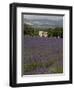 Lavender Fields, Sault En Provence, Vaucluse, Provence, France, Europe-Angelo Cavalli-Framed Photographic Print