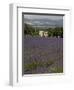 Lavender Fields, Sault En Provence, Vaucluse, Provence, France, Europe-Angelo Cavalli-Framed Photographic Print