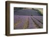 Lavender Fields, Sault En Provence, Vaucluse, Provence, France, Europe-Angelo Cavalli-Framed Photographic Print