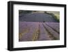 Lavender Fields, Sault En Provence, Vaucluse, Provence, France, Europe-Angelo Cavalli-Framed Photographic Print