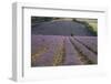 Lavender Fields, Sault En Provence, Vaucluse, Provence, France, Europe-Angelo Cavalli-Framed Photographic Print