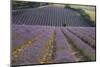 Lavender Fields, Sault En Provence, Vaucluse, Provence, France, Europe-Angelo Cavalli-Mounted Photographic Print