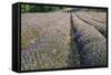 Lavender Fields, Sault, Provence, France, Europe-Sergio Pitamitz-Framed Stretched Canvas