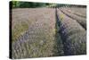 Lavender Fields, Sault, Provence, France, Europe-Sergio Pitamitz-Stretched Canvas